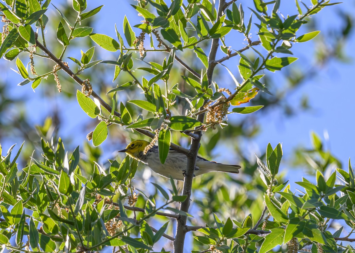 Hermit Warbler - Joe Ventimiglia