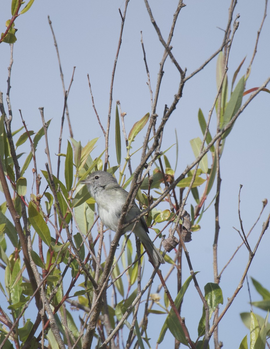 Bell's Vireo - Lisa Davis