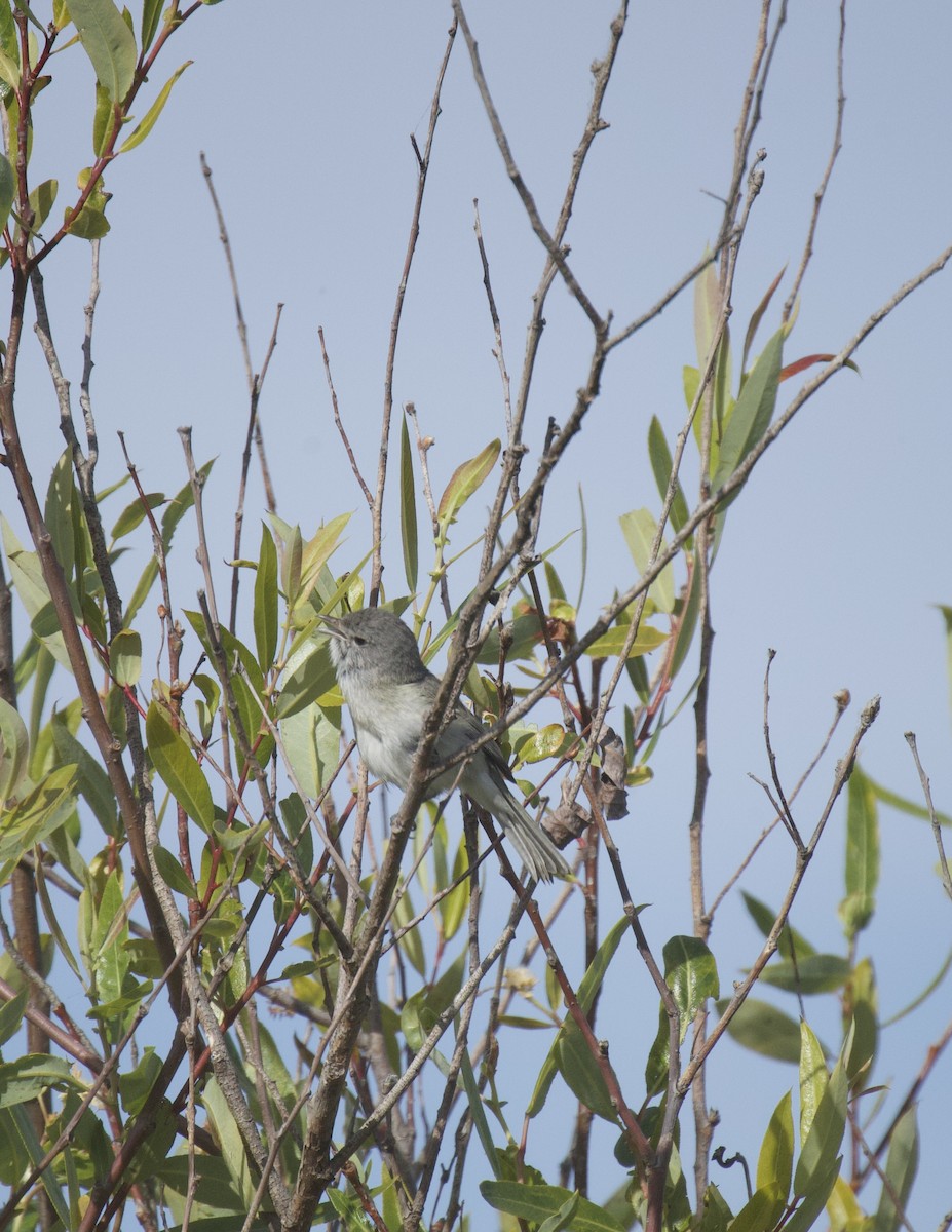 Bell's Vireo - Lisa Davis