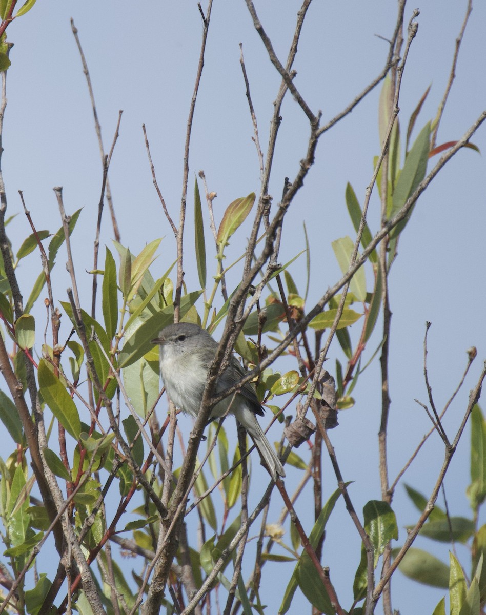 Bell's Vireo - Lisa Davis