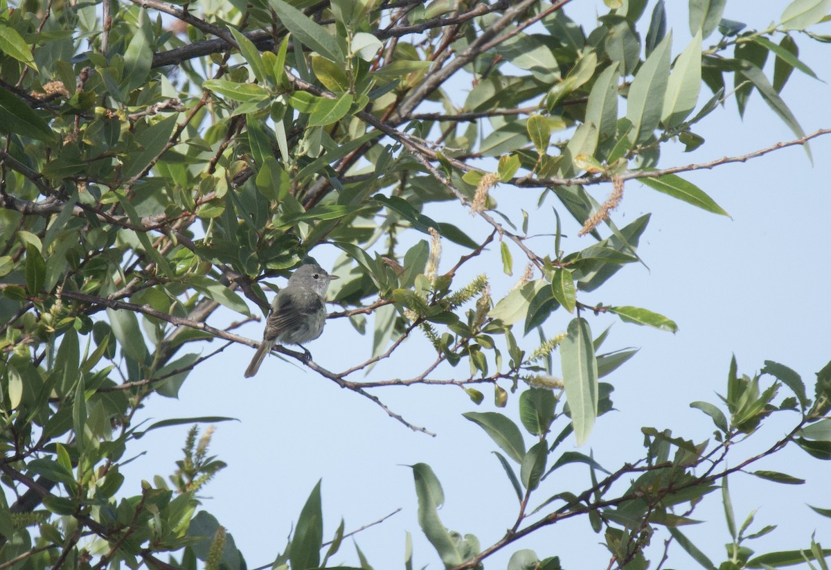 Bell's Vireo - Lisa Davis