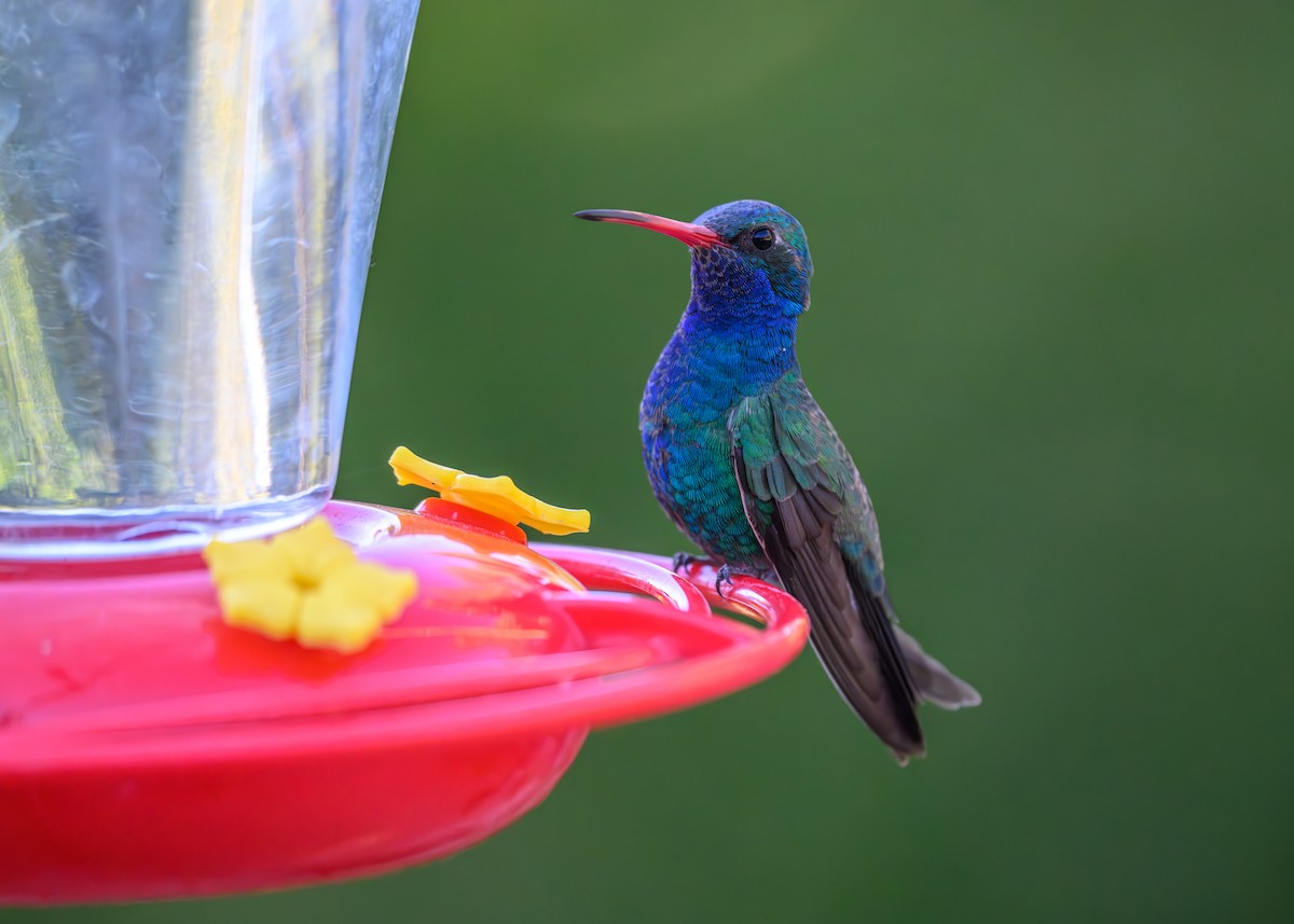 Broad-billed Hummingbird - Joe Ventimiglia