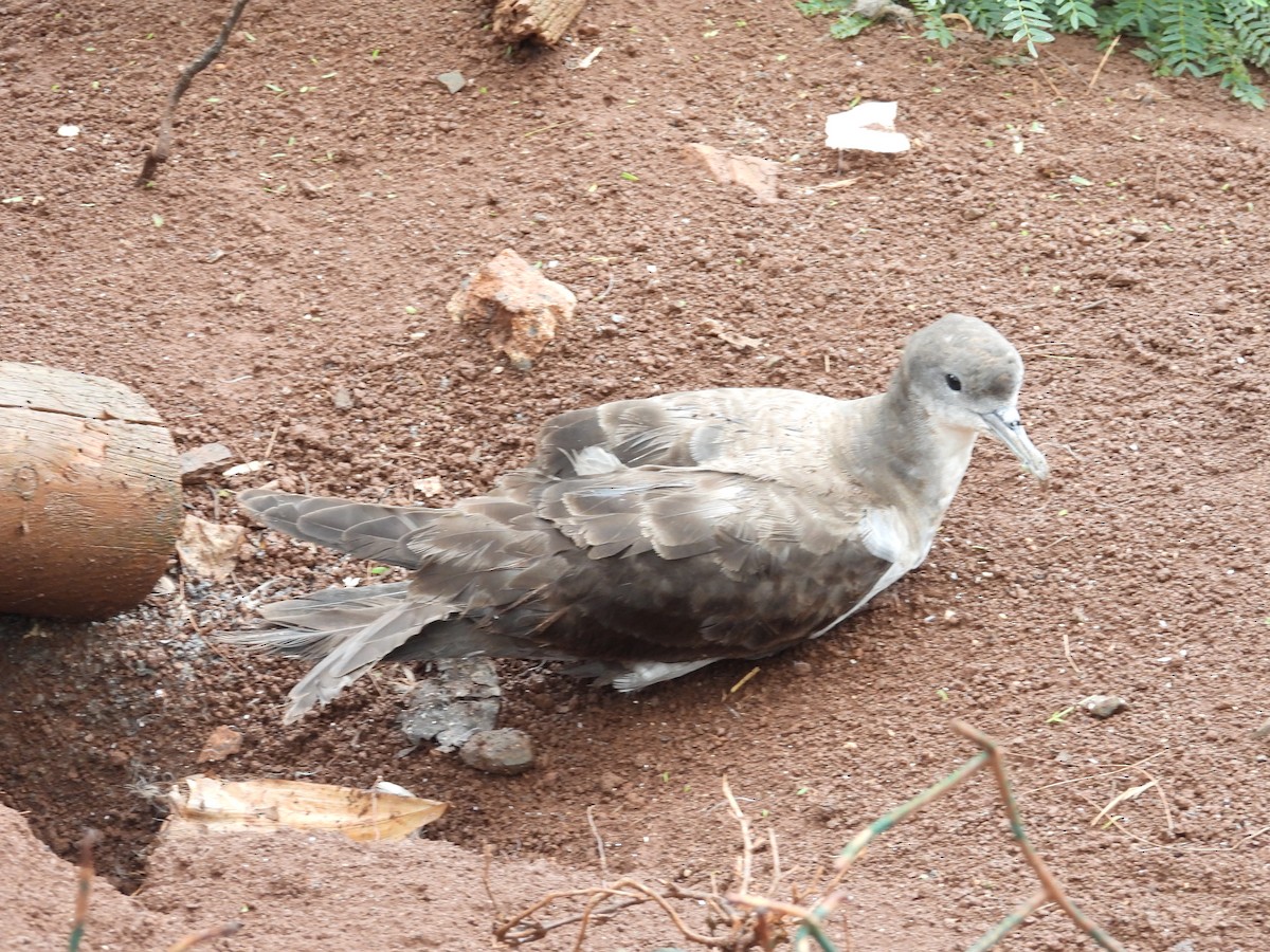 Wedge-tailed Shearwater - Nick Komar