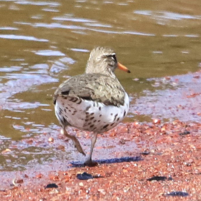 Spotted Sandpiper - Aarre Ertolahti