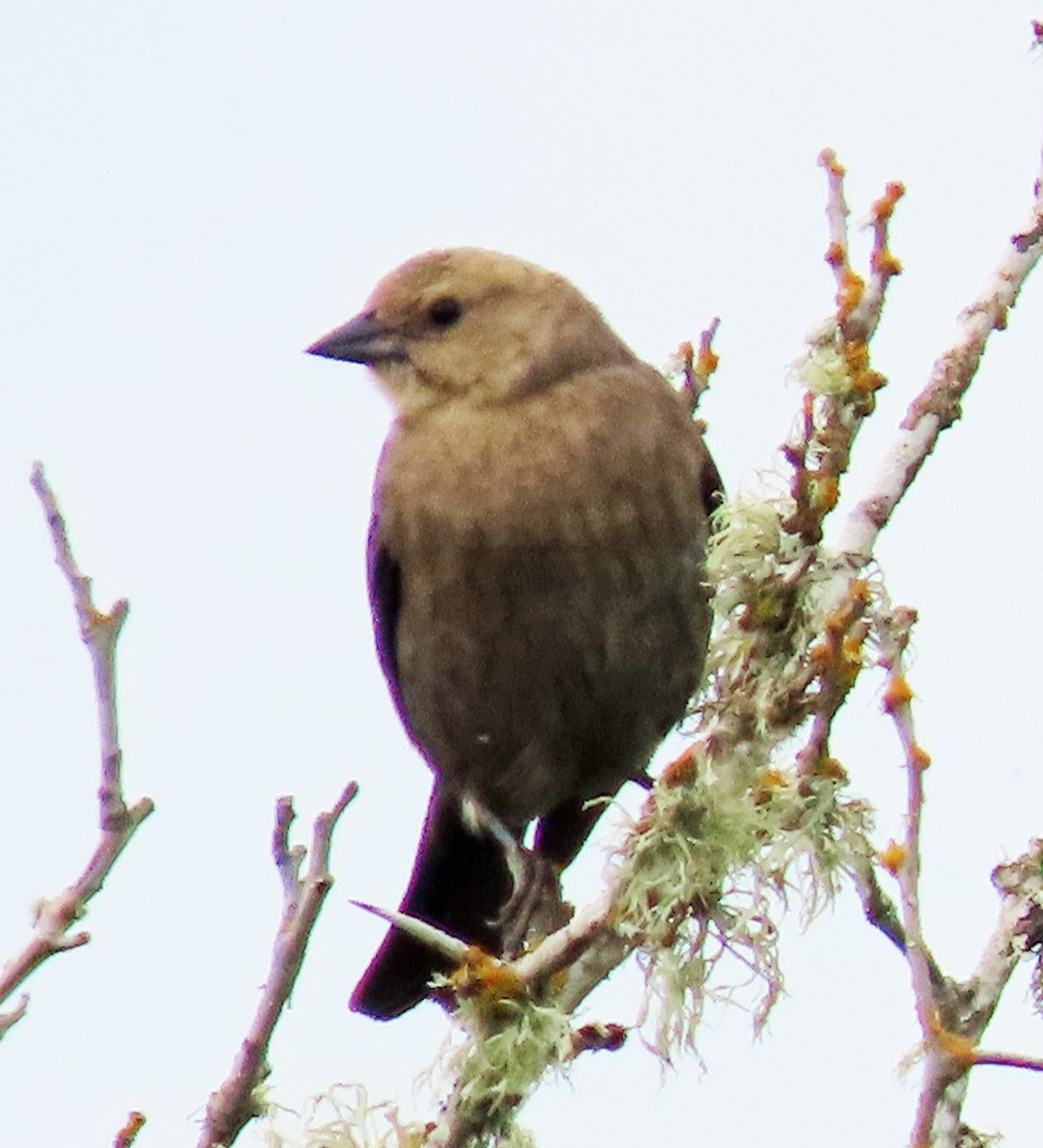 Brown-headed Cowbird - Jim Scott