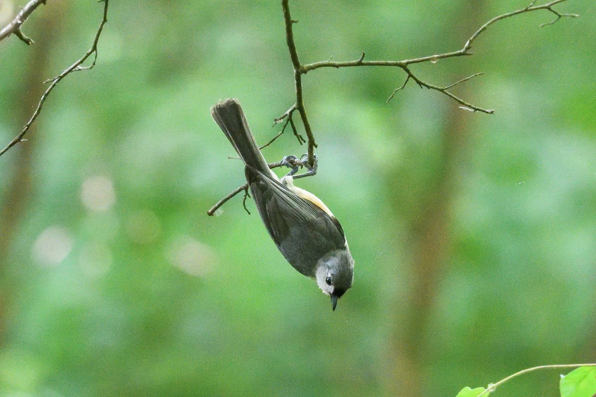 Tufted Titmouse - Beth and Dan Fedorko