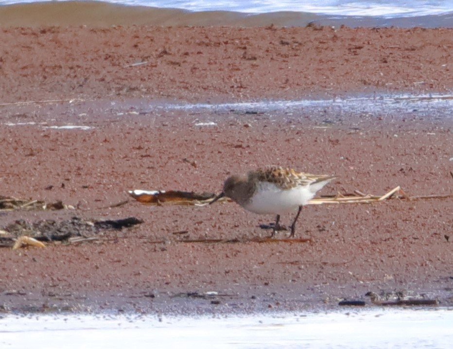 Sanderling - Aarre Ertolahti