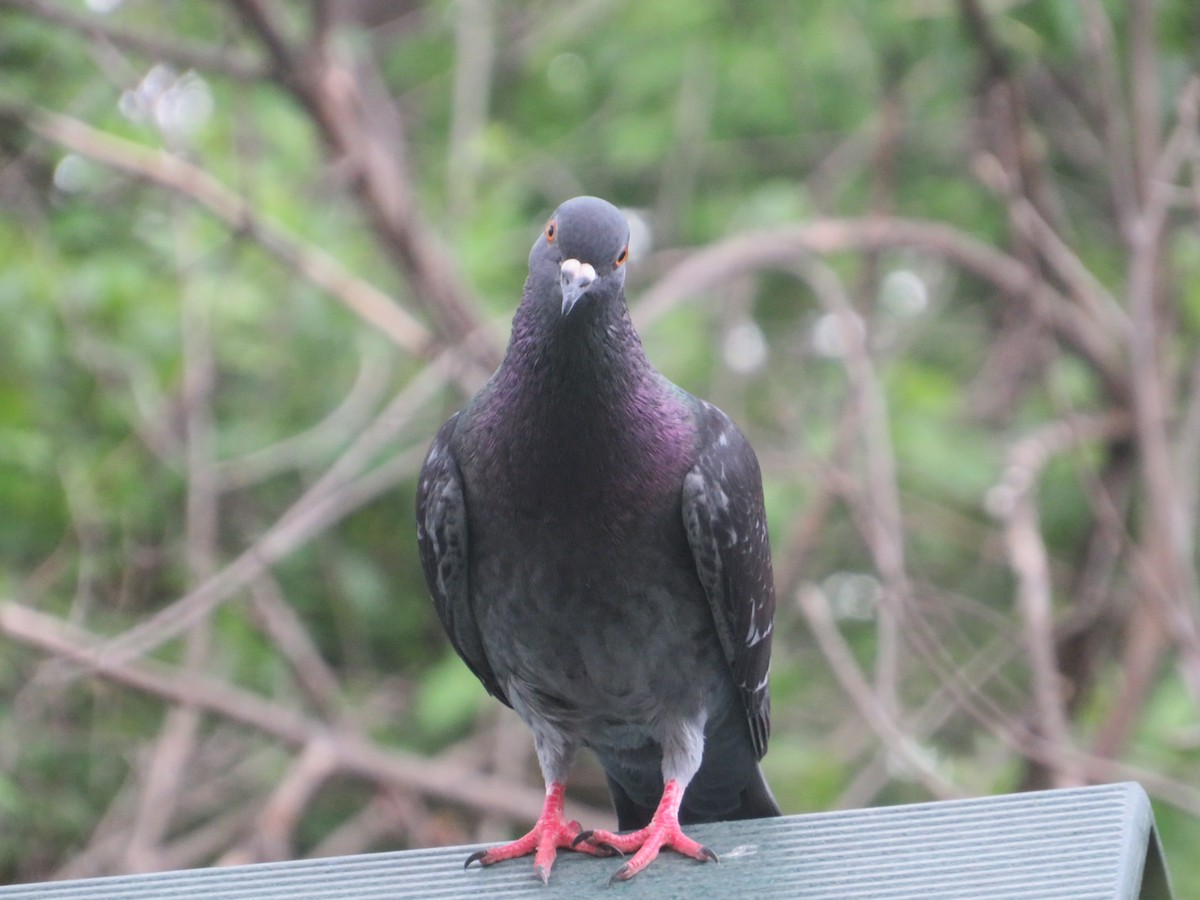 Rock Pigeon (Feral Pigeon) - Matthew Thompson