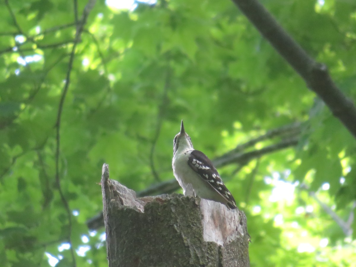 Hairy Woodpecker - Christine Cote