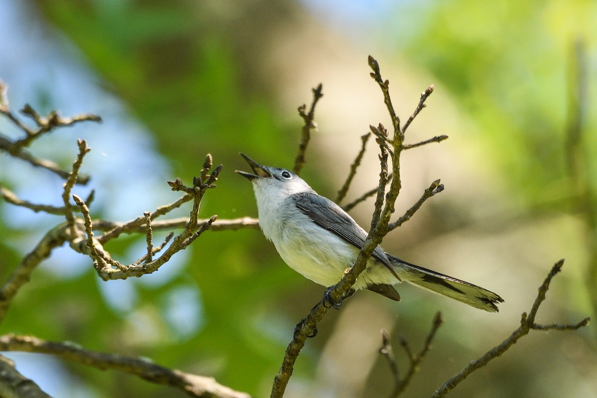 Blue-gray Gnatcatcher - Beth and Dan Fedorko