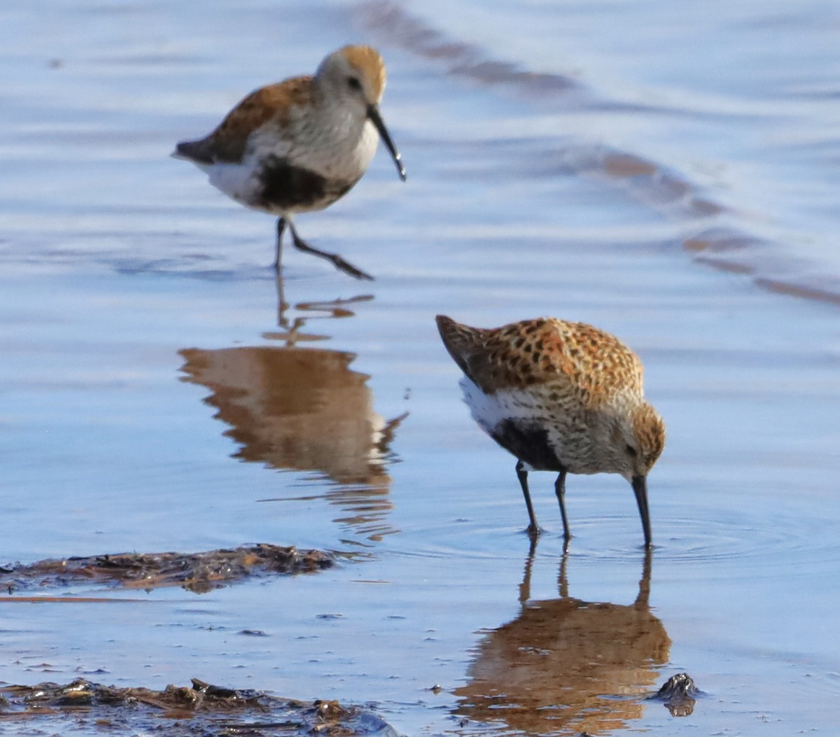 Dunlin - ML619538182