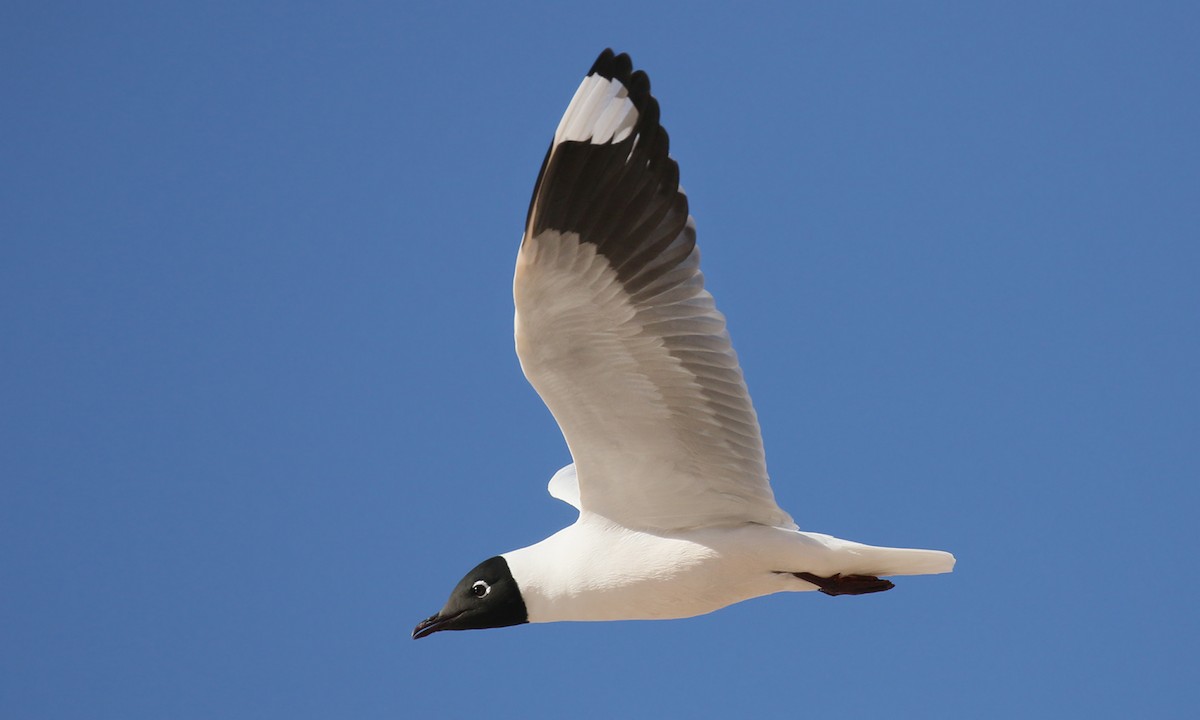 Andean Gull - ML619538186