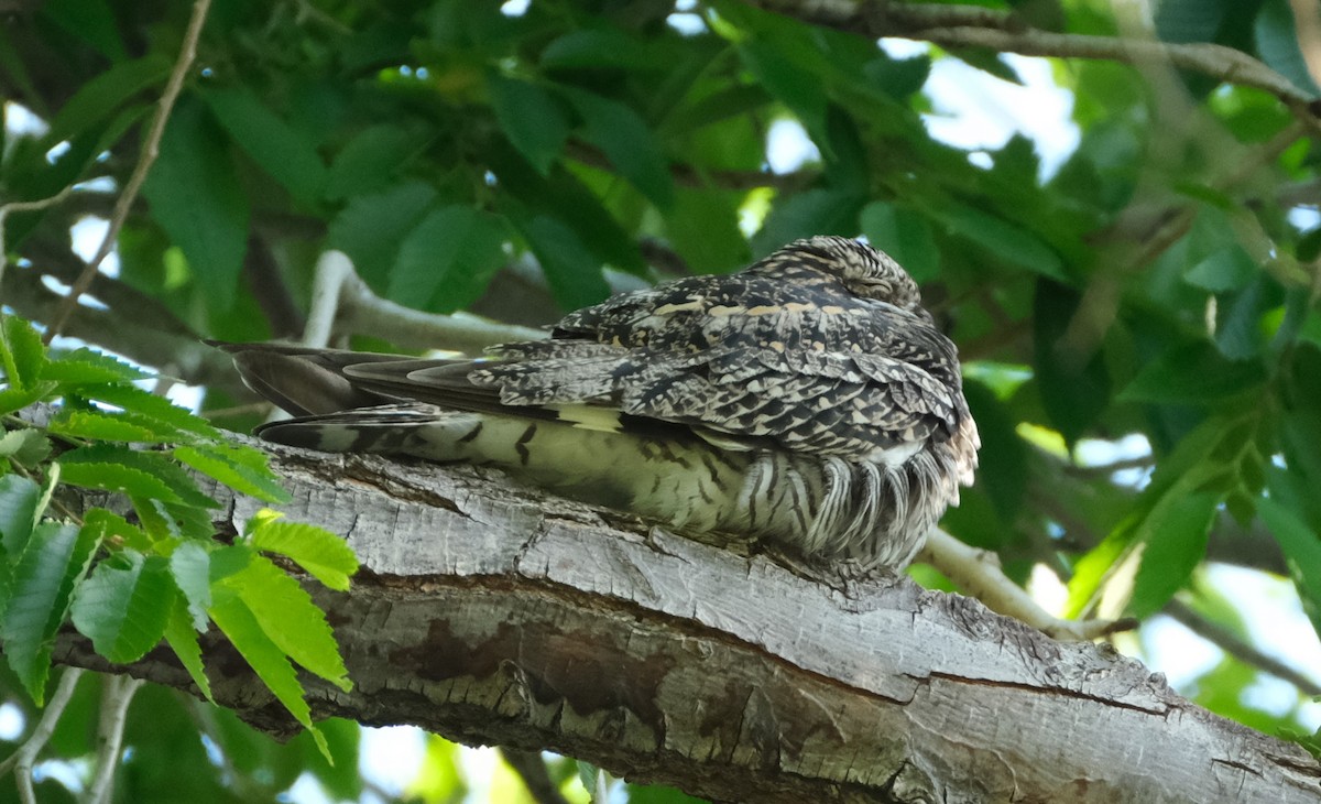 Common Nighthawk - Alex Meilleur