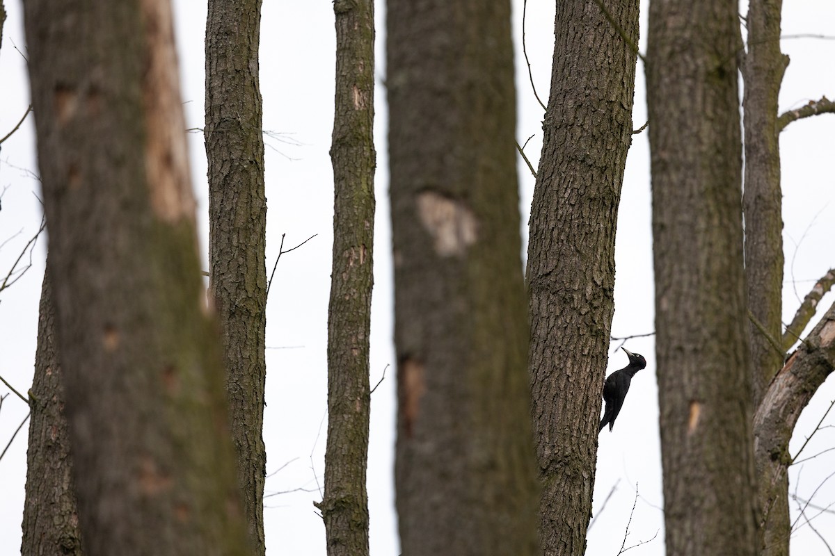 Black Woodpecker - Honza Grünwald