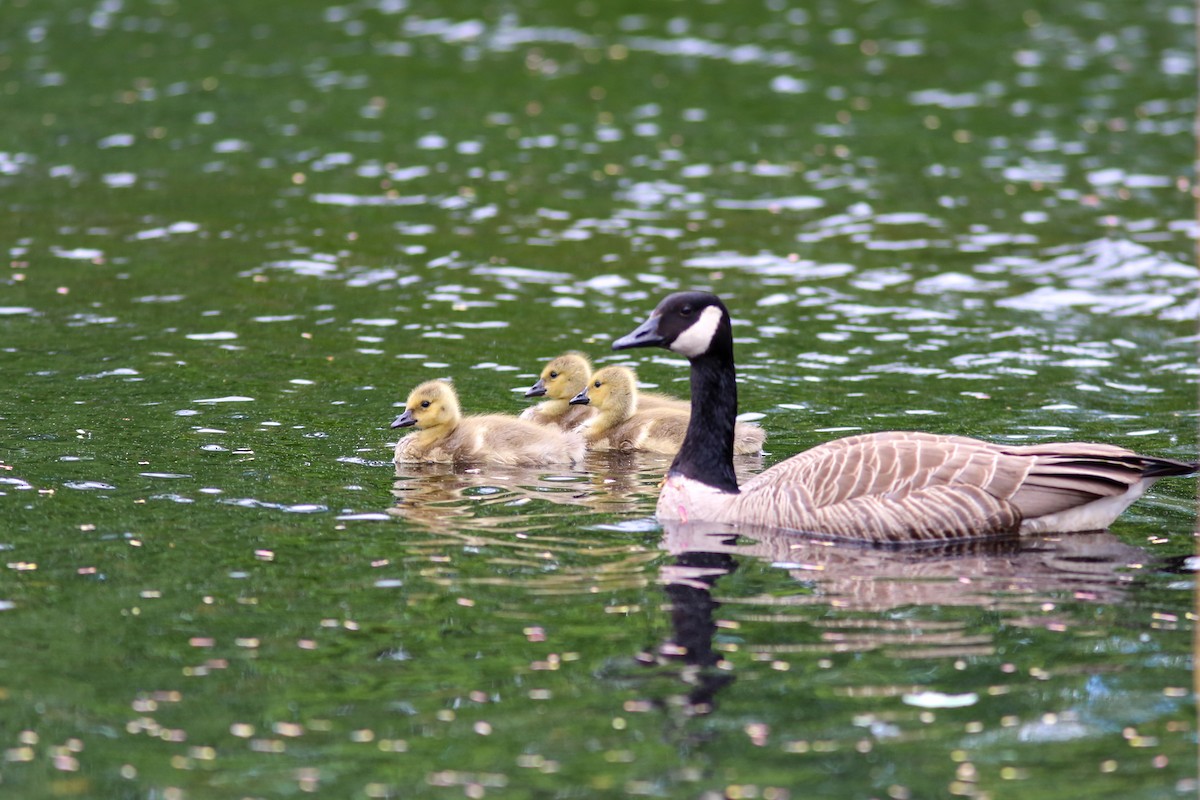 Canada Goose - Guy Paquin