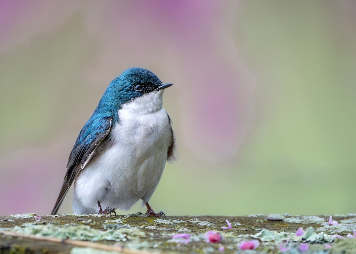 Tree Swallow - Dori Eldridge