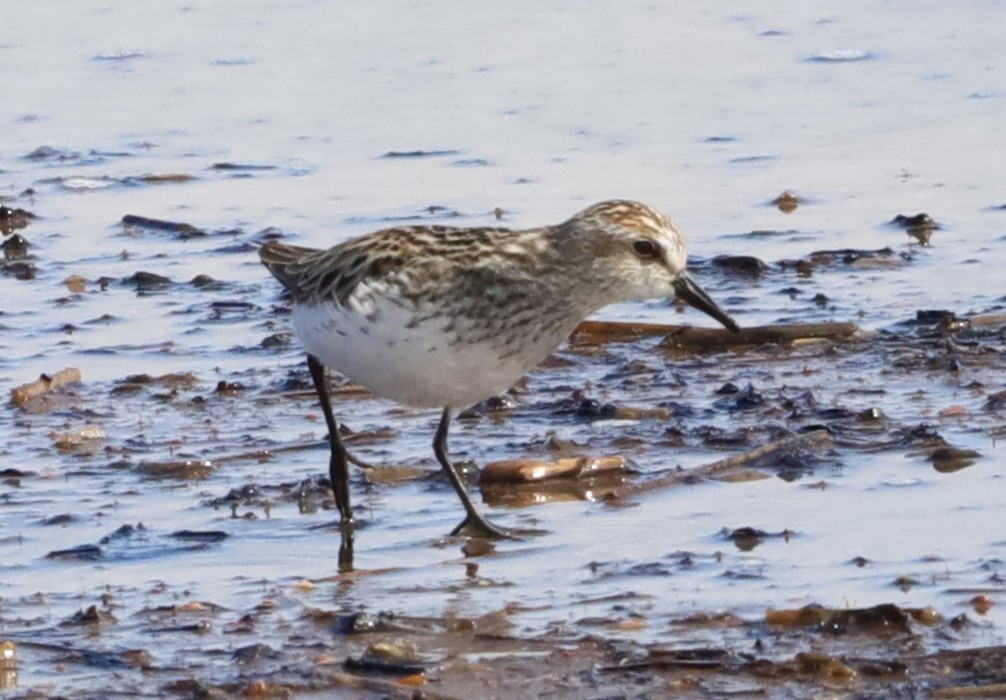 Semipalmated Sandpiper - Aarre Ertolahti