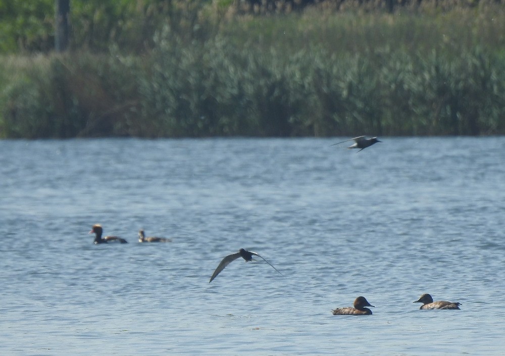 Black Tern - ML619538203