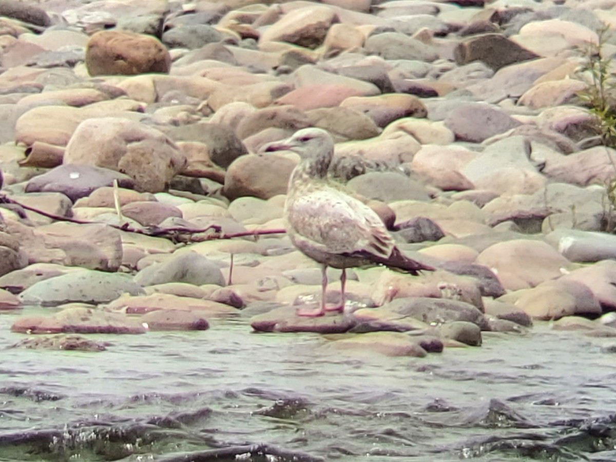 Herring Gull - ML619538205