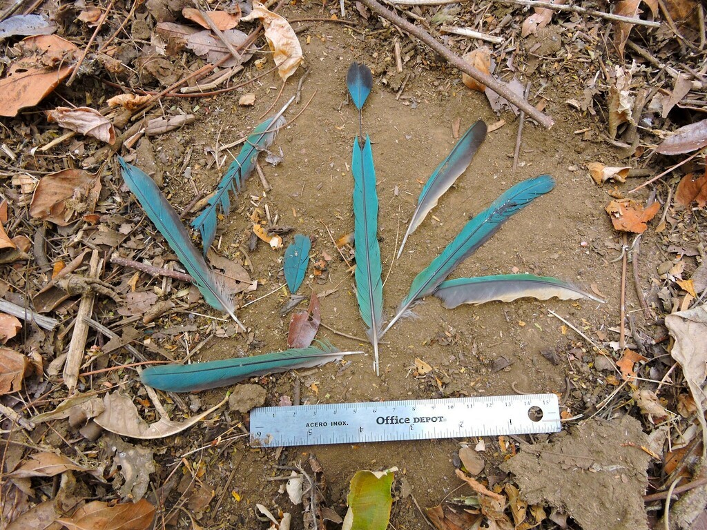 Russet-crowned Motmot - Francisco J. Muñoz Nolasco