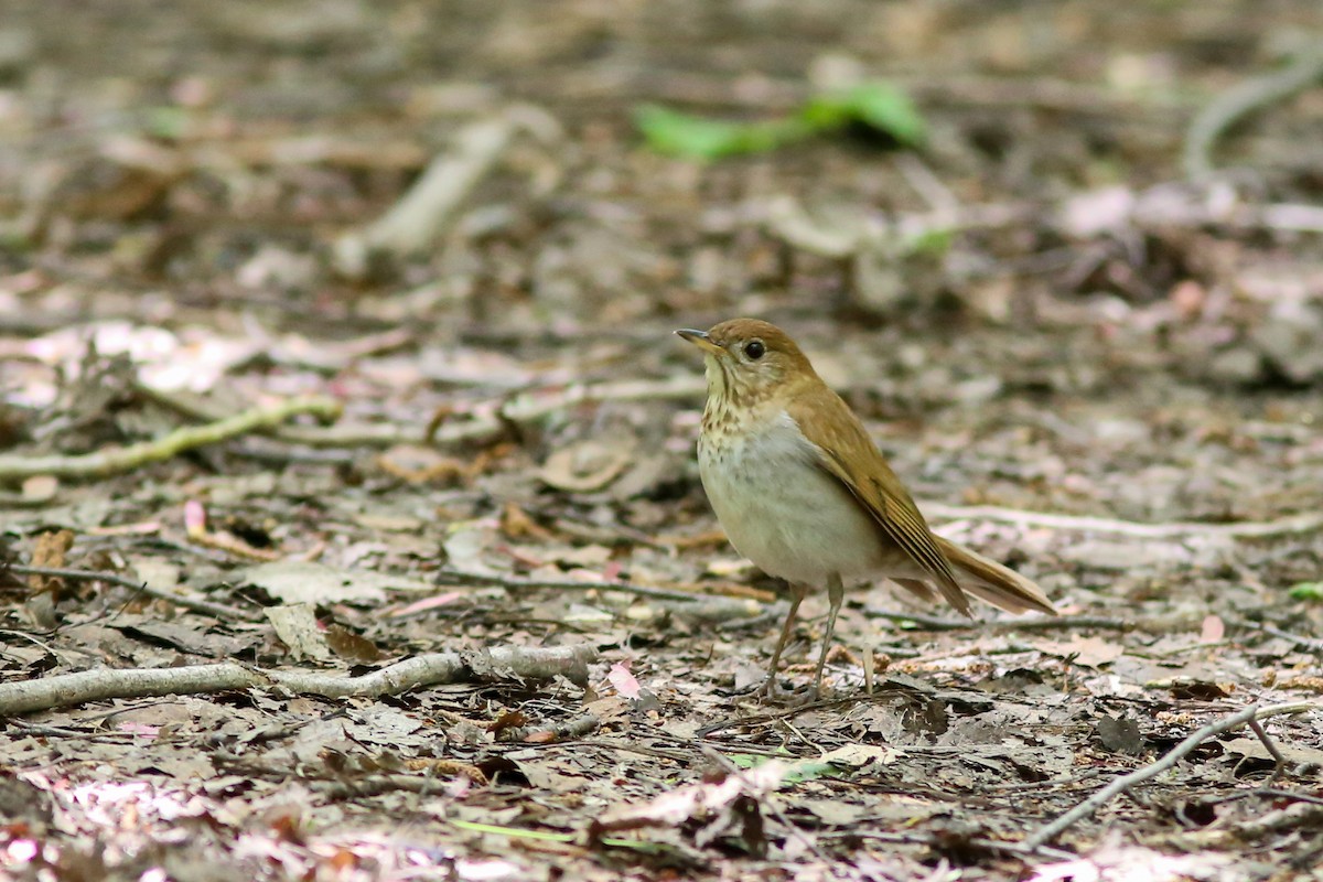 Veery - Guy Paquin