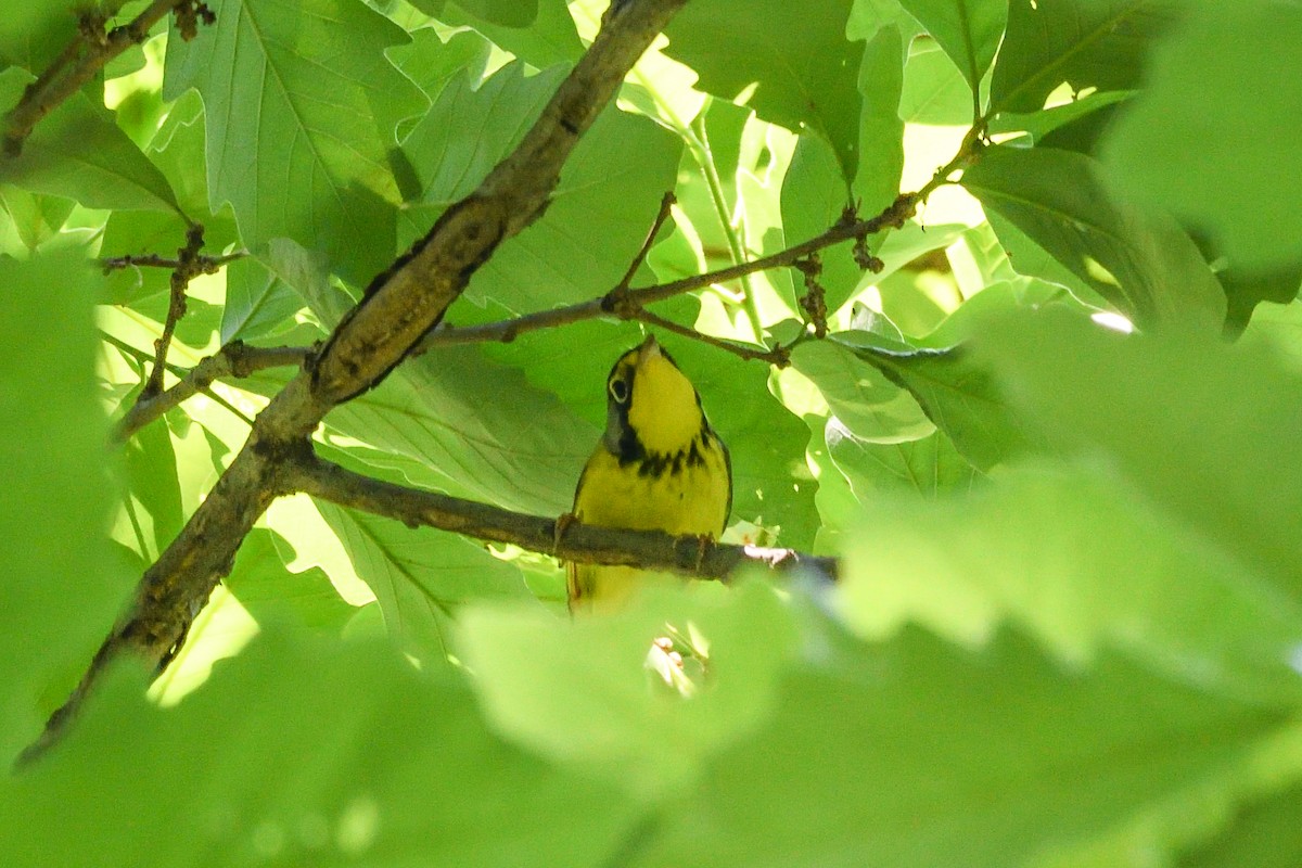 Canada Warbler - Beth and Dan Fedorko