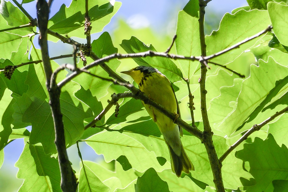 Canada Warbler - Beth and Dan Fedorko