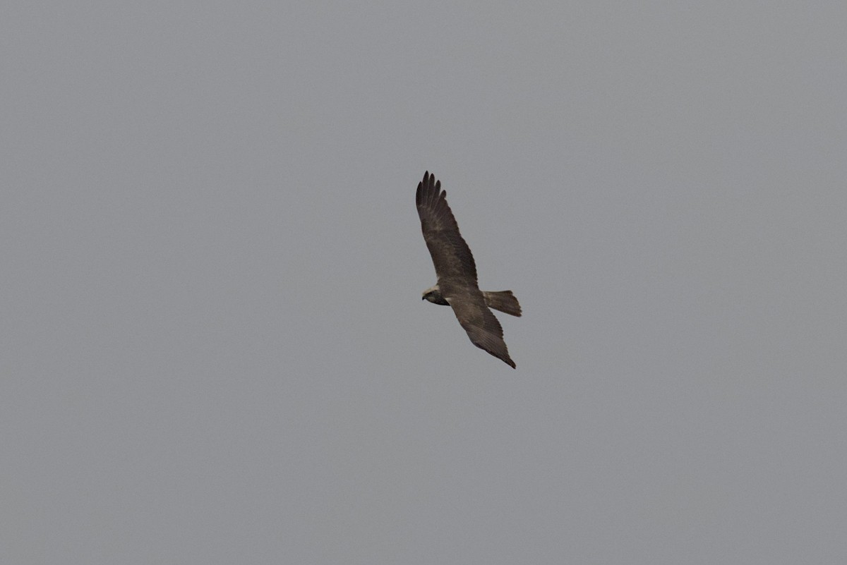 Western Marsh Harrier - Philip Steinhoff