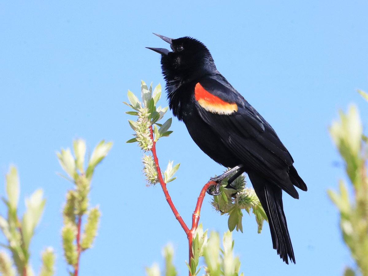 Red-winged Blackbird - ML619538213