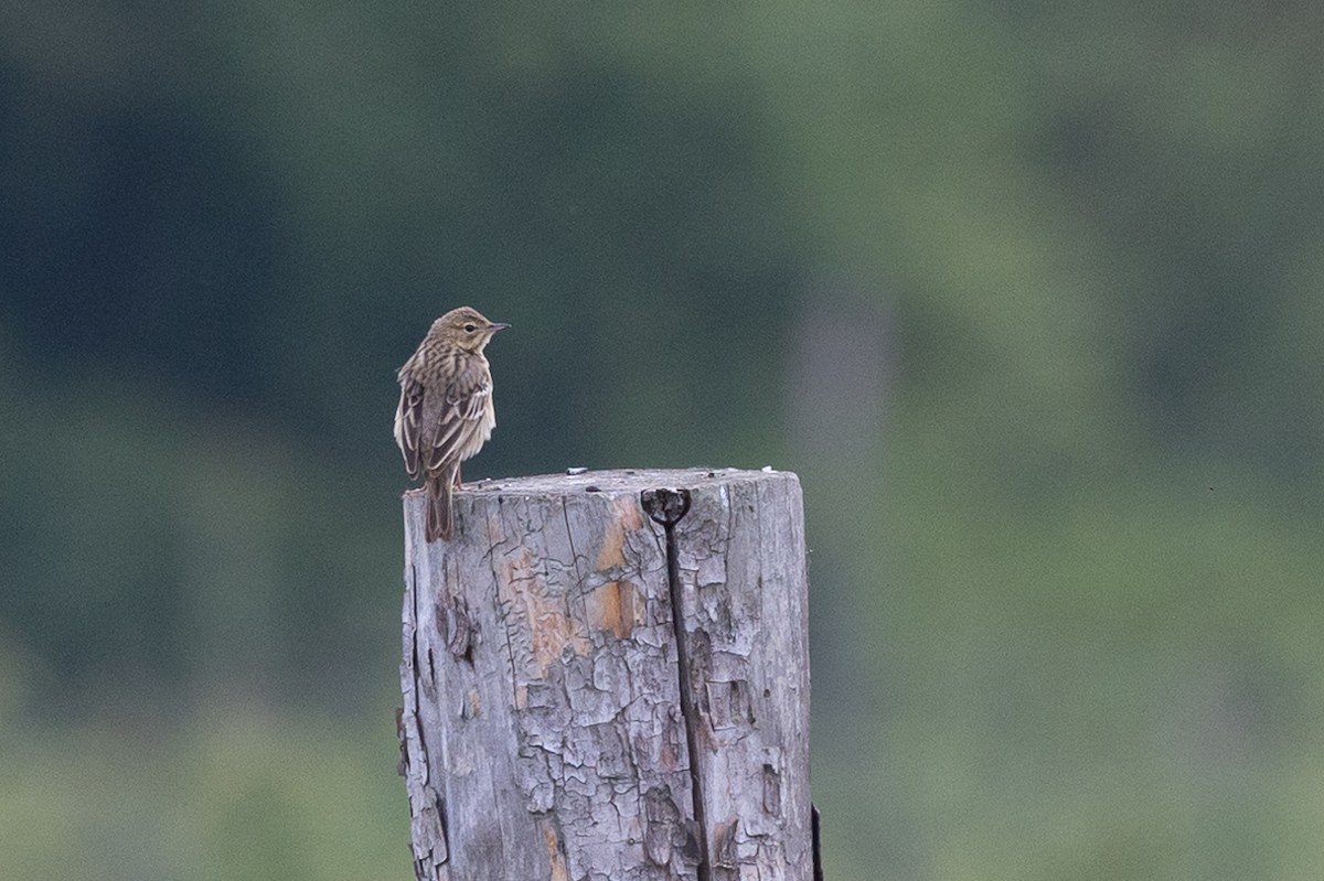 Tree Pipit - Honza Grünwald