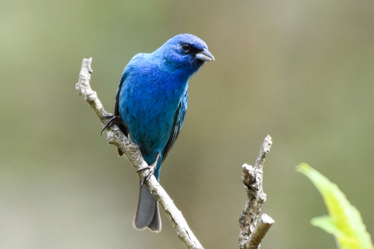 Indigo Bunting - Garry Waldram