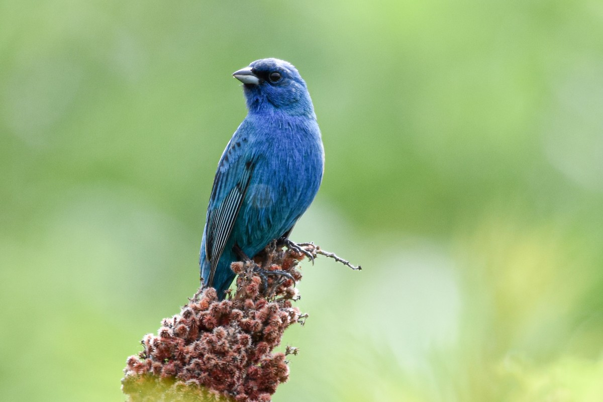 Indigo Bunting - Garry Waldram