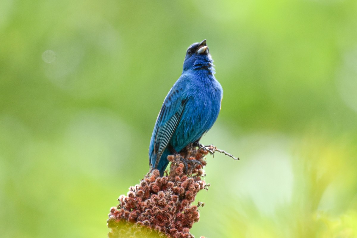 Indigo Bunting - Garry Waldram