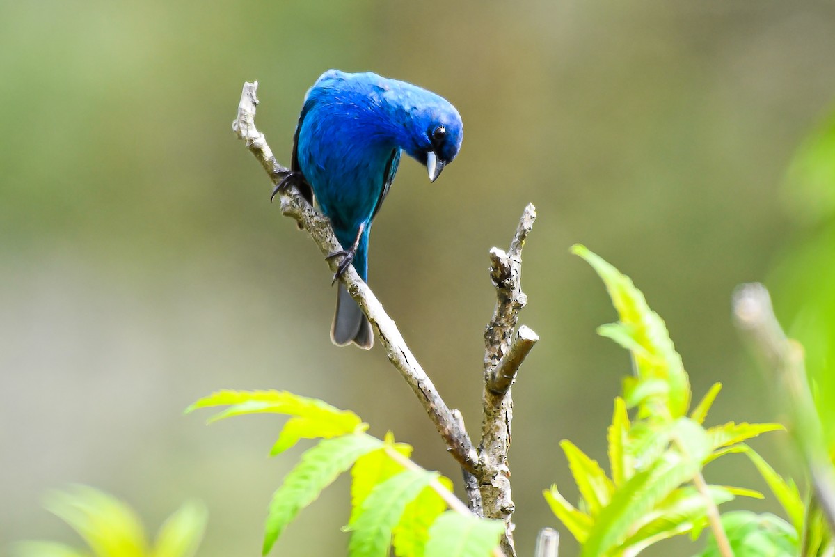 Indigo Bunting - Garry Waldram