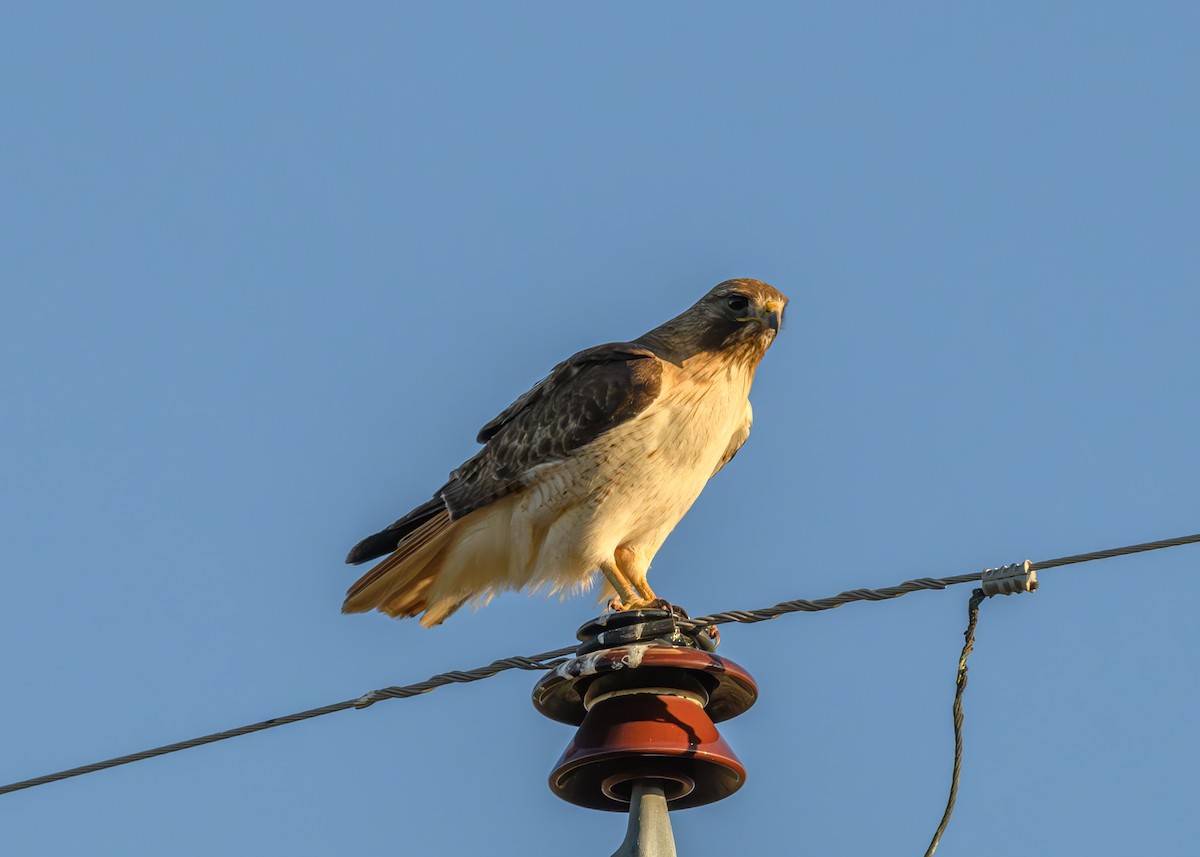 Red-tailed Hawk - ML619538222