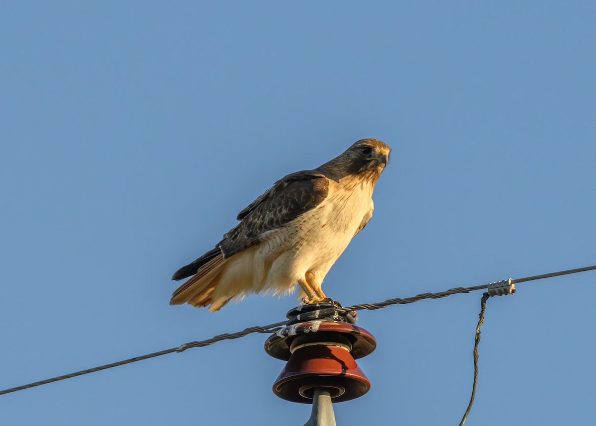 Red-tailed Hawk - Joe Ventimiglia