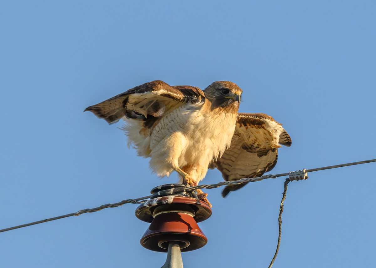 Red-tailed Hawk - ML619538223