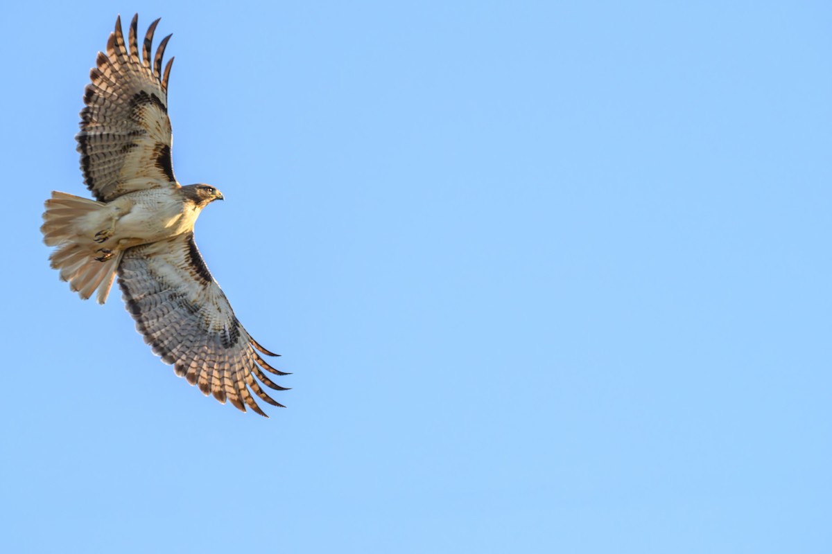 Red-tailed Hawk - Joe Ventimiglia