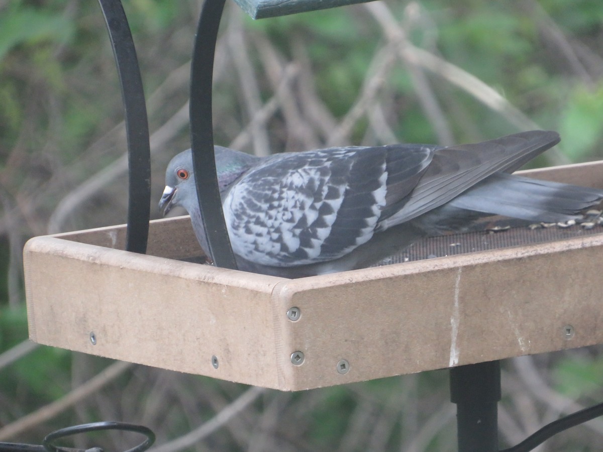 Rock Pigeon (Feral Pigeon) - Matthew Thompson