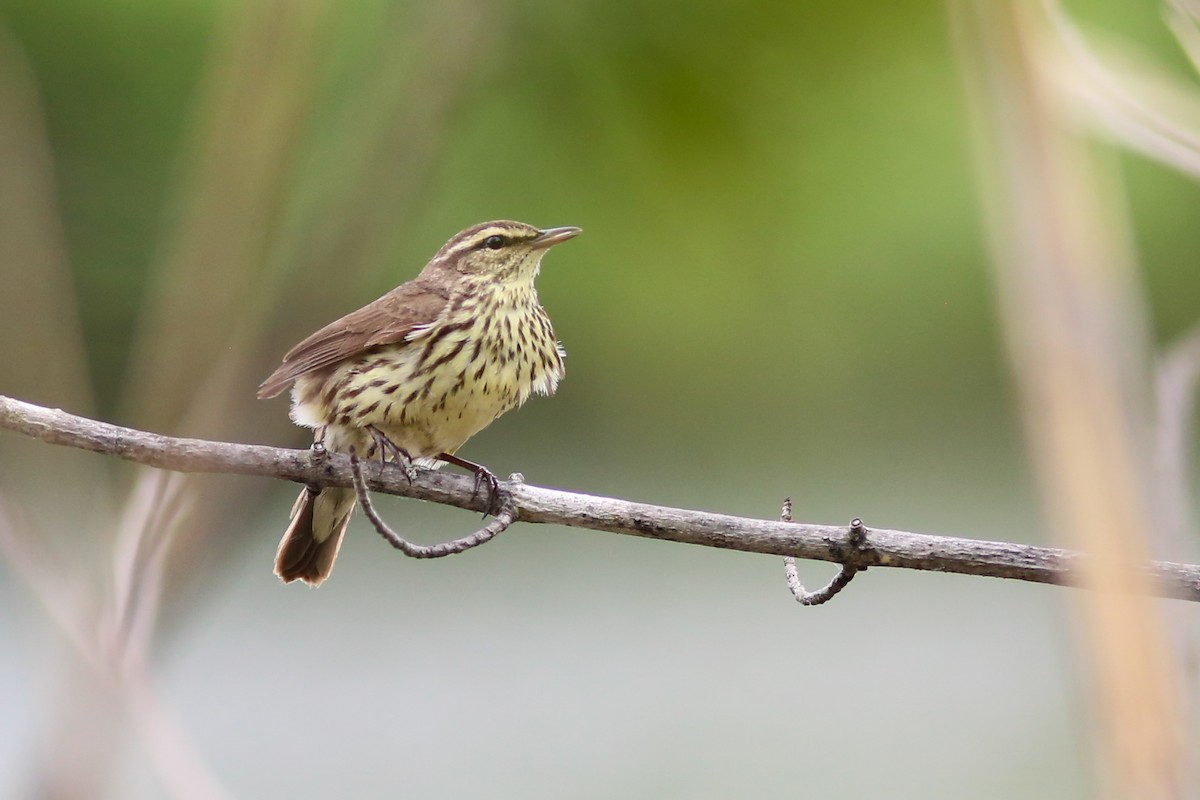 Northern Waterthrush - Guy Paquin