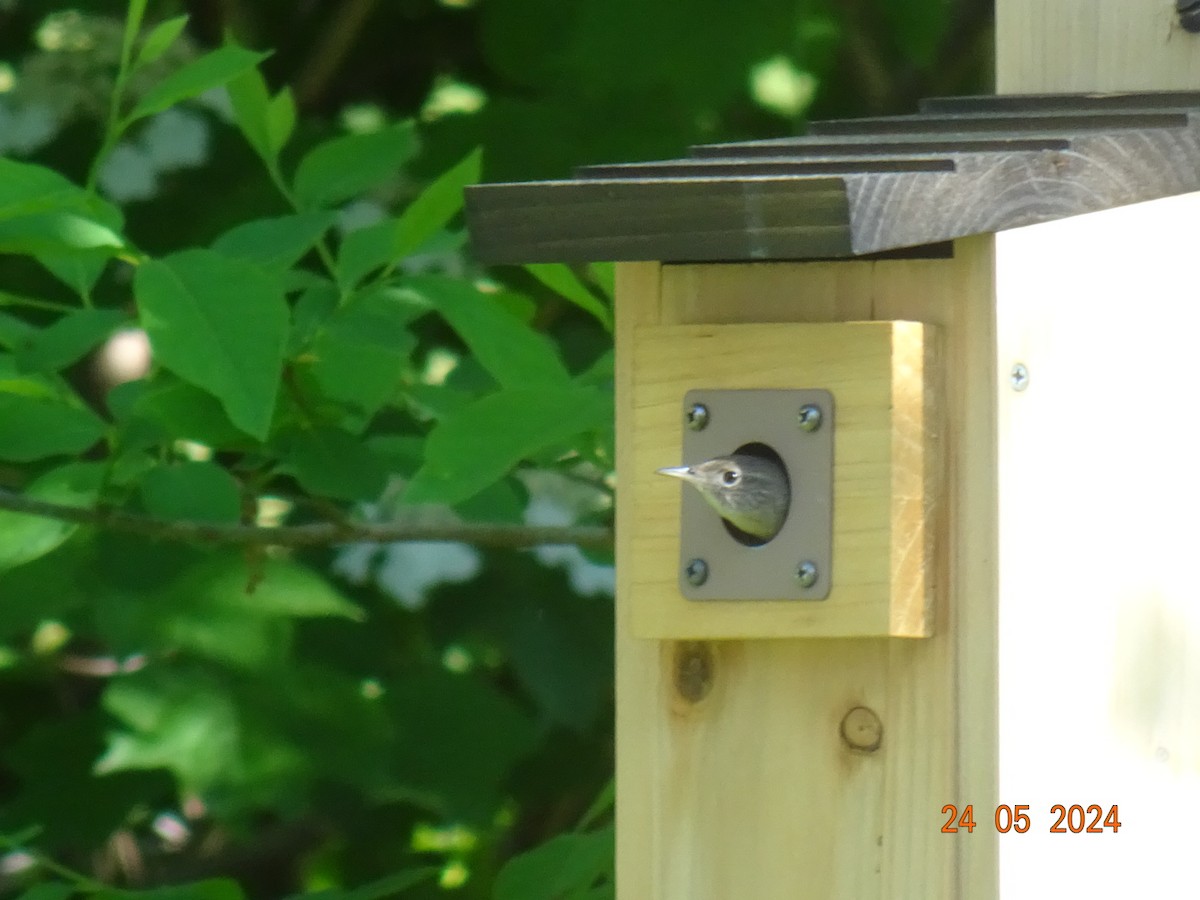 House Wren - Glenn Long