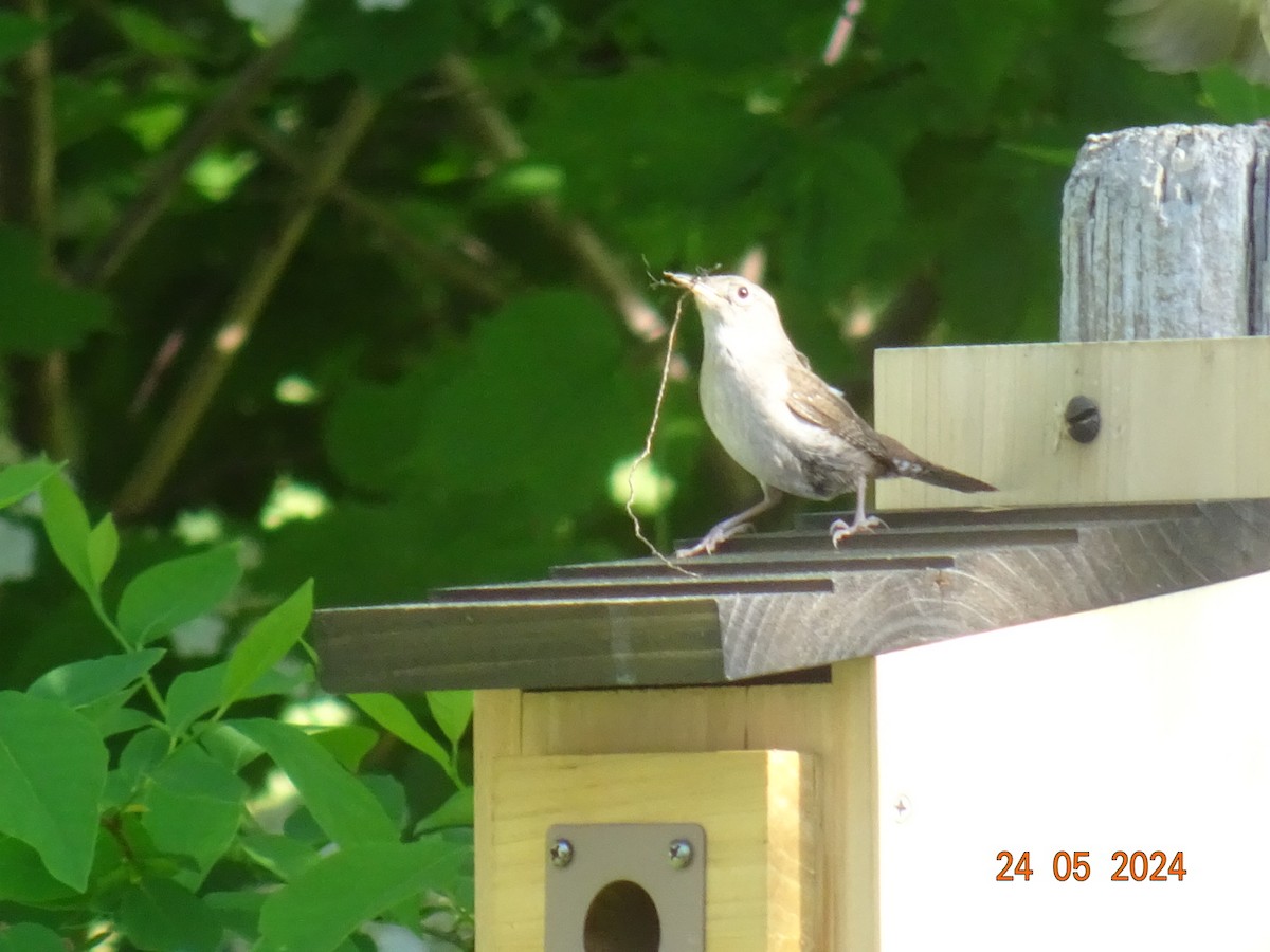 House Wren - Glenn Long