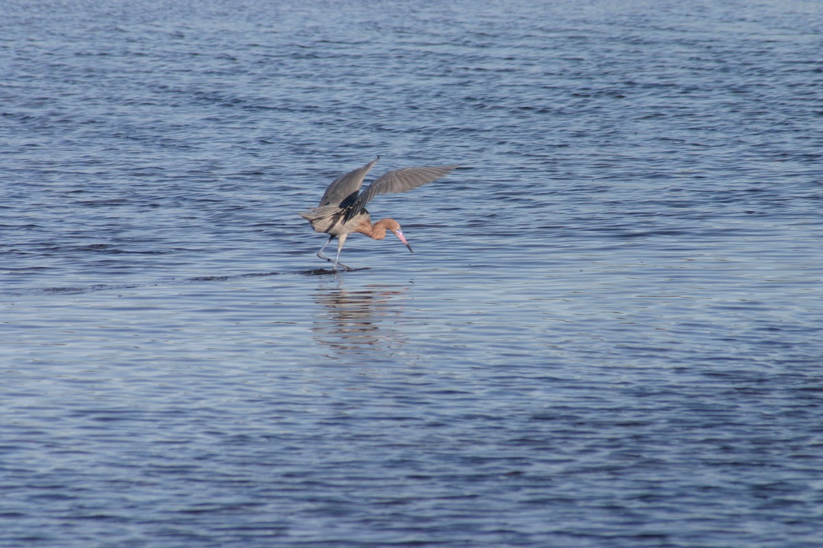 Reddish Egret - Sylvie Vanier🦩