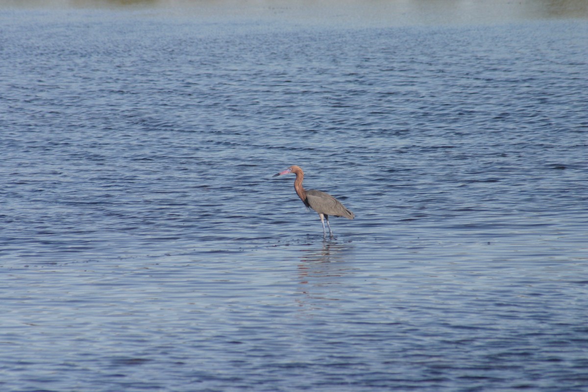 Reddish Egret - Sylvie Vanier🦩