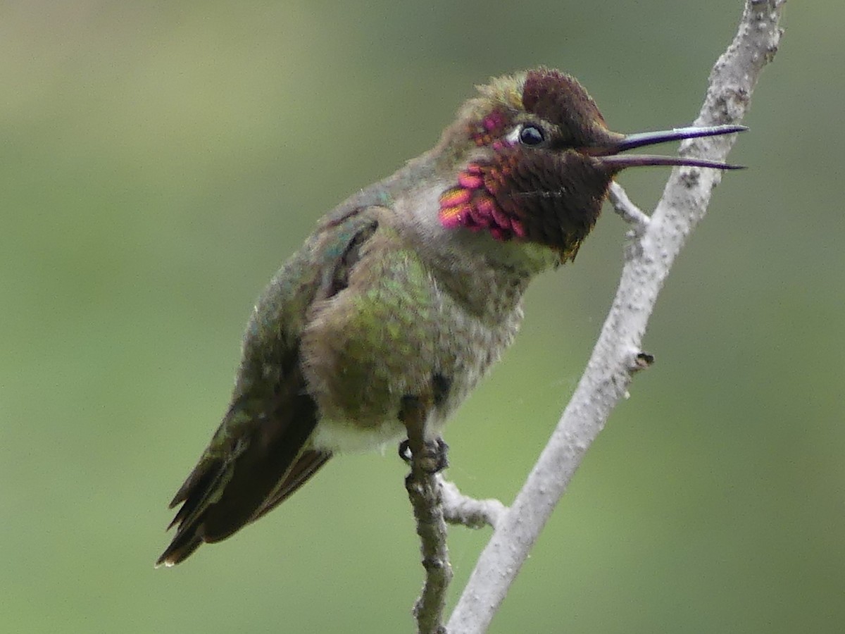 Anna's Hummingbird - David Telles