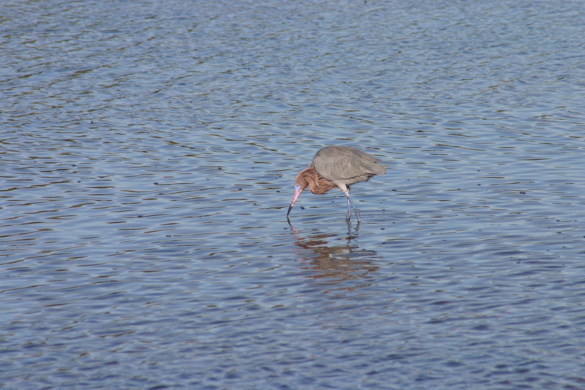 Reddish Egret - Sylvie Vanier🦩