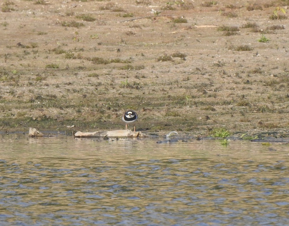 Common Ringed Plover - Tomáš  Oplocký