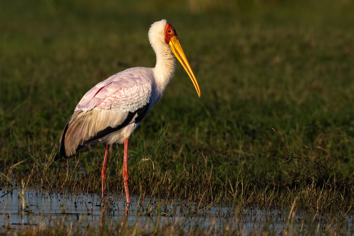 Yellow-billed Stork - Jim Hoover