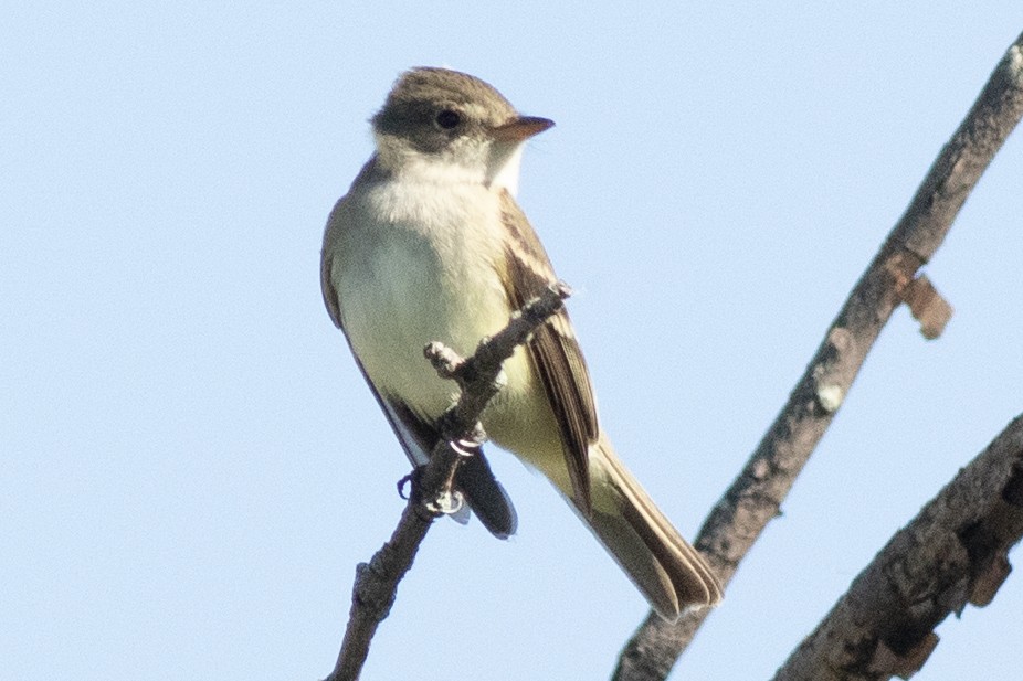 Willow Flycatcher - David Brown