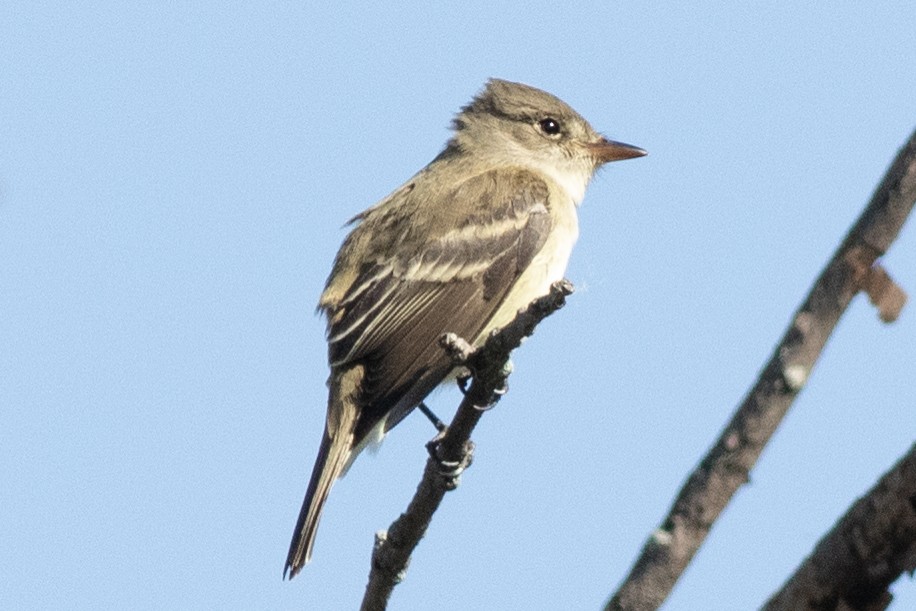 Willow Flycatcher - David Brown